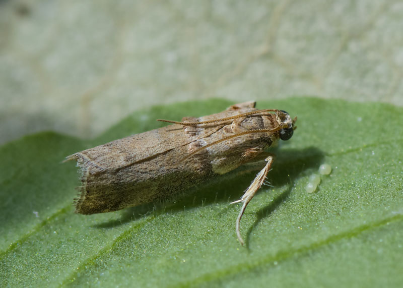 Pyralidae - Acrobasis tumidana